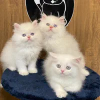 بچه گربه های دلربا ایران کتز|گربه|رشت, گلباغ نماز|دیوار