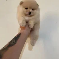 واگذاری پامرین واگذاری فانتزی|سگ|شیراز, انجیره|دیوار