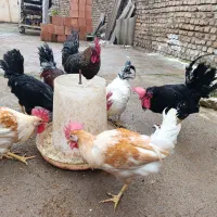 خروس های گلین اصلی  سلطان جذاب و خوش رخ