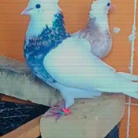 دوتا طوقی هستن هفت رنگ نر و طوقی قهویی ماده