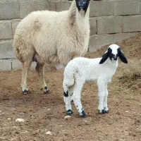 نیازمند چوپان باسابقه