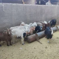 بره وبزغاله خوراک خور میش شال بز آبستن|حیوانات مزرعه|قم, شهر قائم|دیوار