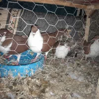 کفتر سلام|پرنده|مشهد, انصار|دیوار