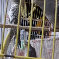 عروس هلندی|پرنده|رشت, خرسندی|دیوار