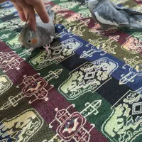 عروس هلندی جفت سخنگو