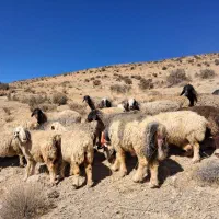 میش بره دار