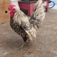 مرغ و خروس سبرایت جوان
