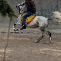 مادیان کرد نیله