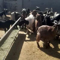 بز داشتی ترکی درجه یک|حیوانات مزرعه|شیراز, حومه شیراز|دیوار