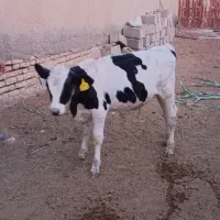2 راس گوساله سیمینتال وهلشتاین