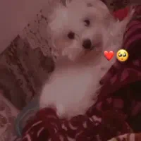 سگ فروشی فوری