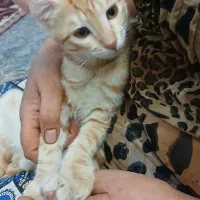 گربه تازه رفته تو ۳ماه|گربه|ساوه, |دیوار