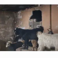 کهره ریز، چاق|حیوانات مزرعه|شیراز, رکنآباد|دیوار