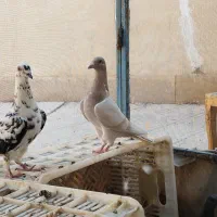 کبوتر کرم|پرنده|شیراز, میانرود|دیوار