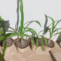 گل اشک ملکه