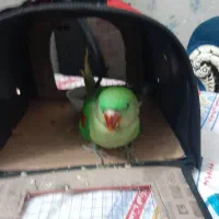 شاه طوطی ۶ ماهه دستی نر فول دستی رام