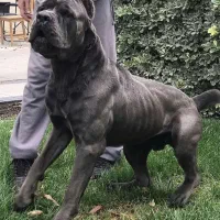 نژاد قدرتمند کن کورسو