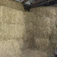 کاه و سرچینا فروشی|حیوانات مزرعه|رشت, حومه رشت|دیوار