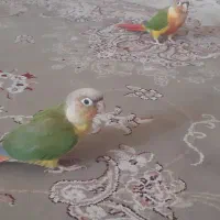 گرینجک فول اهلی