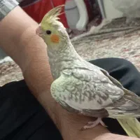 عروس هلندی و مرغ عشق دستی