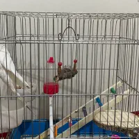 عروس هلندی نر سخنگو|پرنده|خرم‌آباد, |دیوار