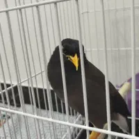 پرنده مینا نر افغانی