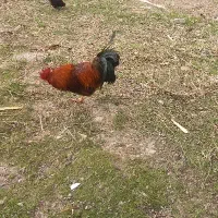 خروس خوش رنگ