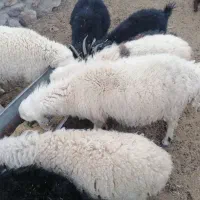 میش جوان فروشی|حیوانات مزرعه|سربیشه, |دیوار