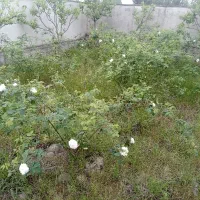 فروش گل محمدی مخصوص گلاب گیری