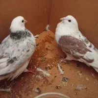 کبوتر|پرنده|دورود, |دیوار