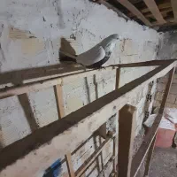 کفتر دم بادمجانی|پرنده|میانه, |دیوار