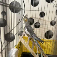 عروس هلندی نر|پرنده|تهران, یاخجی آباد|دیوار