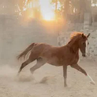 اسب|اسب و تجهیزات اسب‌سواری|جهرم, |دیوار