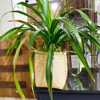 گل پاندانوس سالم|گل و گیاه طبیعی|مشهد, شهید قربانی|دیوار