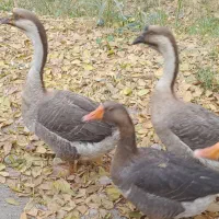 قو غاز و غاز ماده با برهما هم معاوضه میکنم