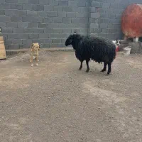 بره تکی وعمده ای|حیوانات مزرعه|ساوه, |دیوار