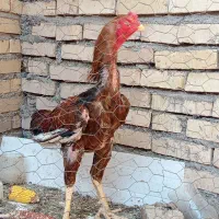 سلام خروس‌لاری‌