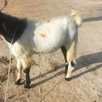 سیستان وبلوچستان روستای تلنگ