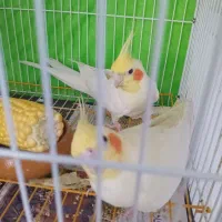 جفت عروس هلندی مولد