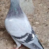 جوجه مسافتی