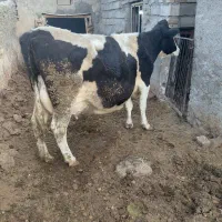 گاوجوان شیری|حیوانات مزرعه|قوچان, |دیوار
