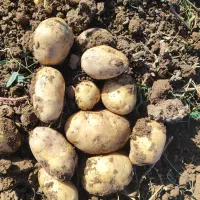 نگین و طلای ۲۴ عیار خوراکی|حراج|شیراز, زرهی|دیوار