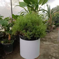 گل کاج ژانویه پرپشت ارسال رایگان + هدیه