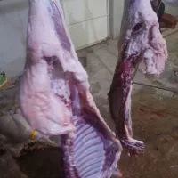 گوشت بره کبابی ۶۹۰|خوردنی و آشامیدنی|مسجد سلیمان, |دیوار