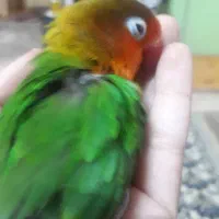 طوطی کوتوله سخنگو رام و دستی|پرنده|زابل, |دیوار