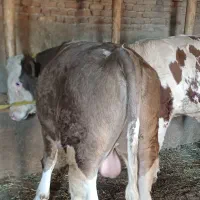 گوساله سیمینتال نر|حیوانات مزرعه|بکتاش, |دیوار