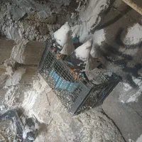 کبوتر دم سیاه