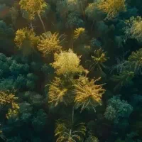 حواله فروش خودرو