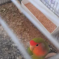 جفت طوطی مولد|پرنده|اندیمشک, |دیوار