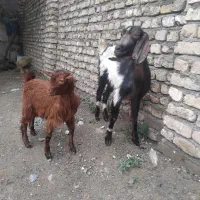 بز شکم اول پاکستانی اصیل